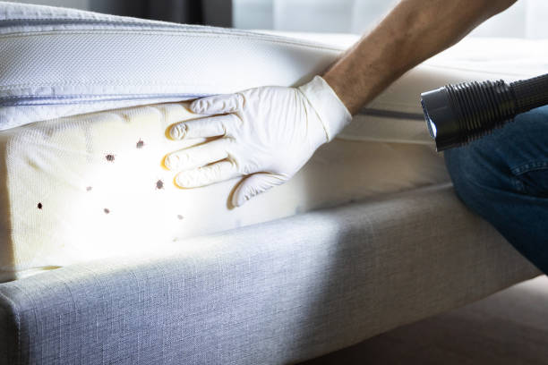 Professional Pest Control in Buckner, KY